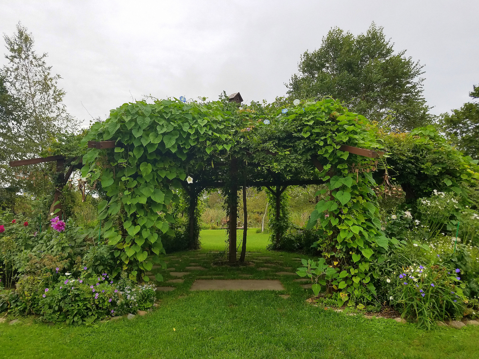 The canopy's Morning Glory blooms early morning until early-late afternoon (depending up how much sun, the less there is the longer thr flowers last); Moonflower vines begin opening last afternoon and stay open all night